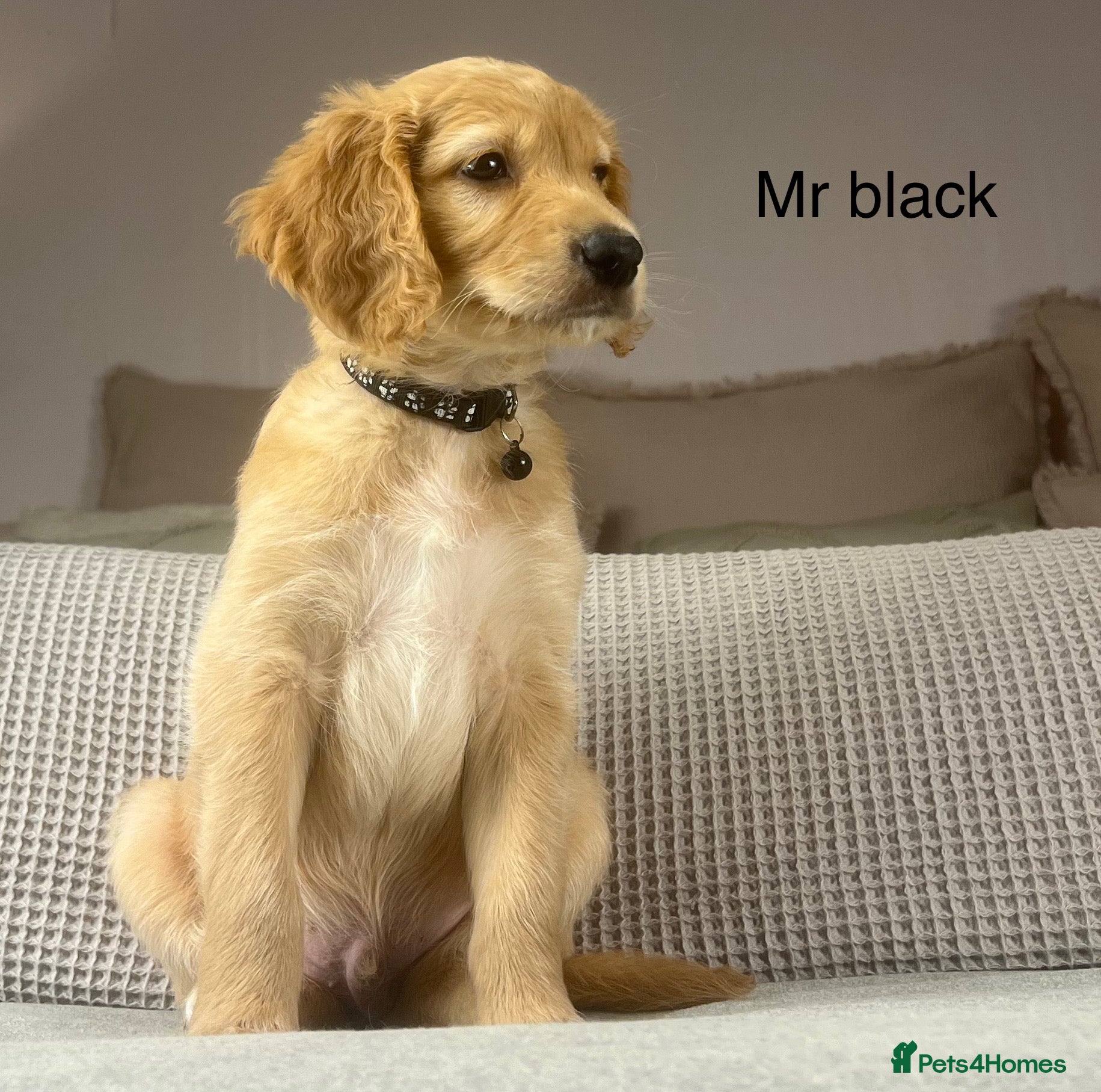 Goldendoodle dogs These will be stunning adults. Real head turners. - Advert 9