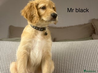 Goldendoodle dogs These will be stunning adults. Real head turners. - Advert 9