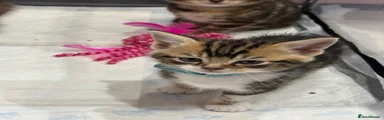 Mixed Breed Kitten 1