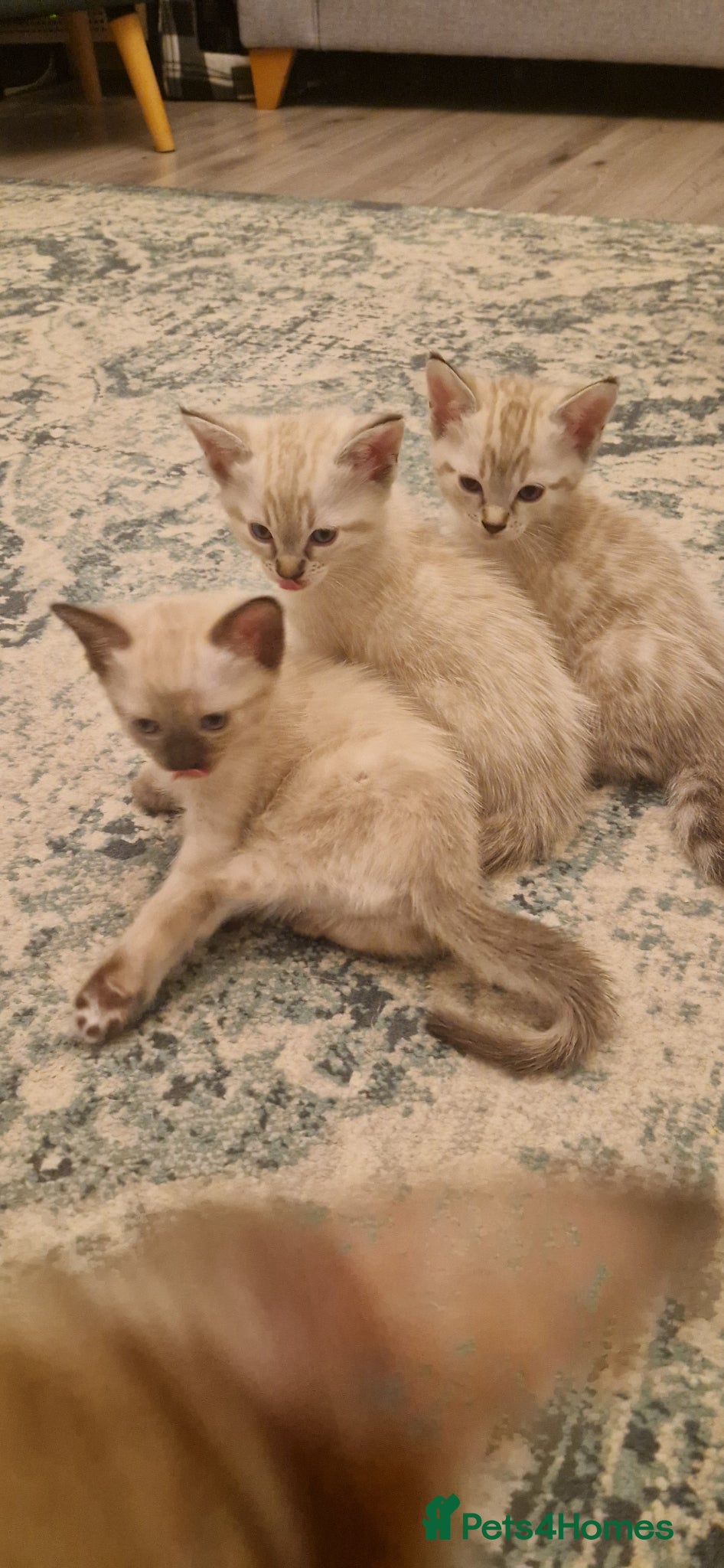 Mixed Breed cats Stunning and adorable mixed breed kittens - Advert 1