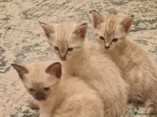 Mixed Breed cats Stunning and adorable mixed breed kittens - Advert 1