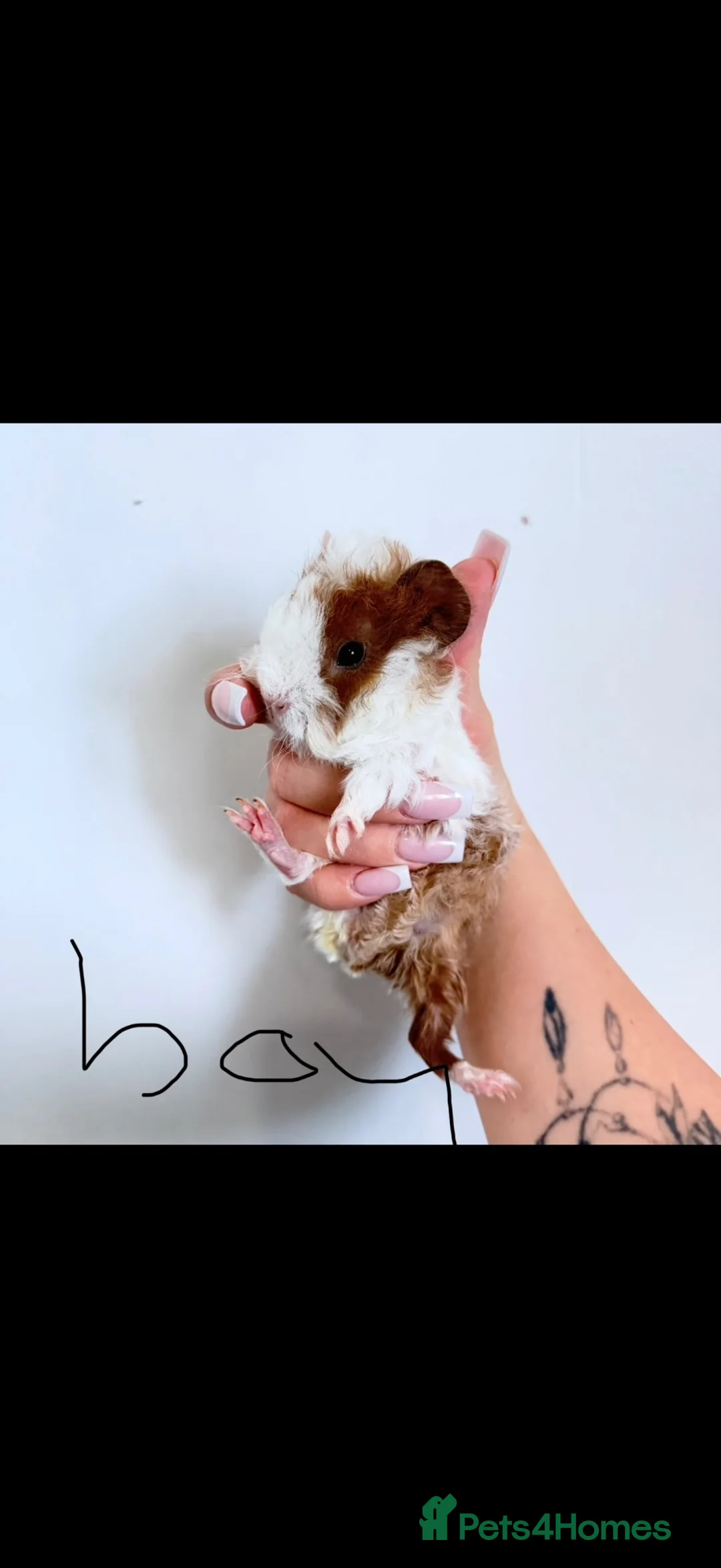 Mixed Breed rodents for sale: Male baby guinea pigs available  - Advert 1