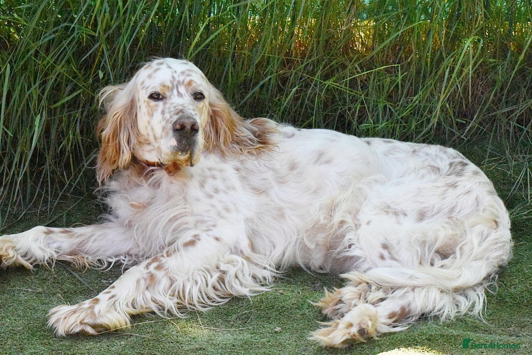English Setter dogs for adoption: Curro in Preston - Image 5