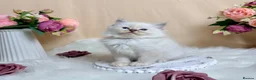 Ragdoll cats for sale: Outstanding Ragdoll Kittens✨Exceptional Quality - Advert 3