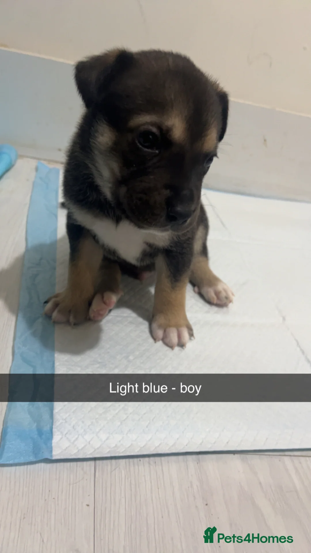 Mixed Breed dogs for sale: Alapaha blue blood bulldog x shepsky pups  - Advert 13