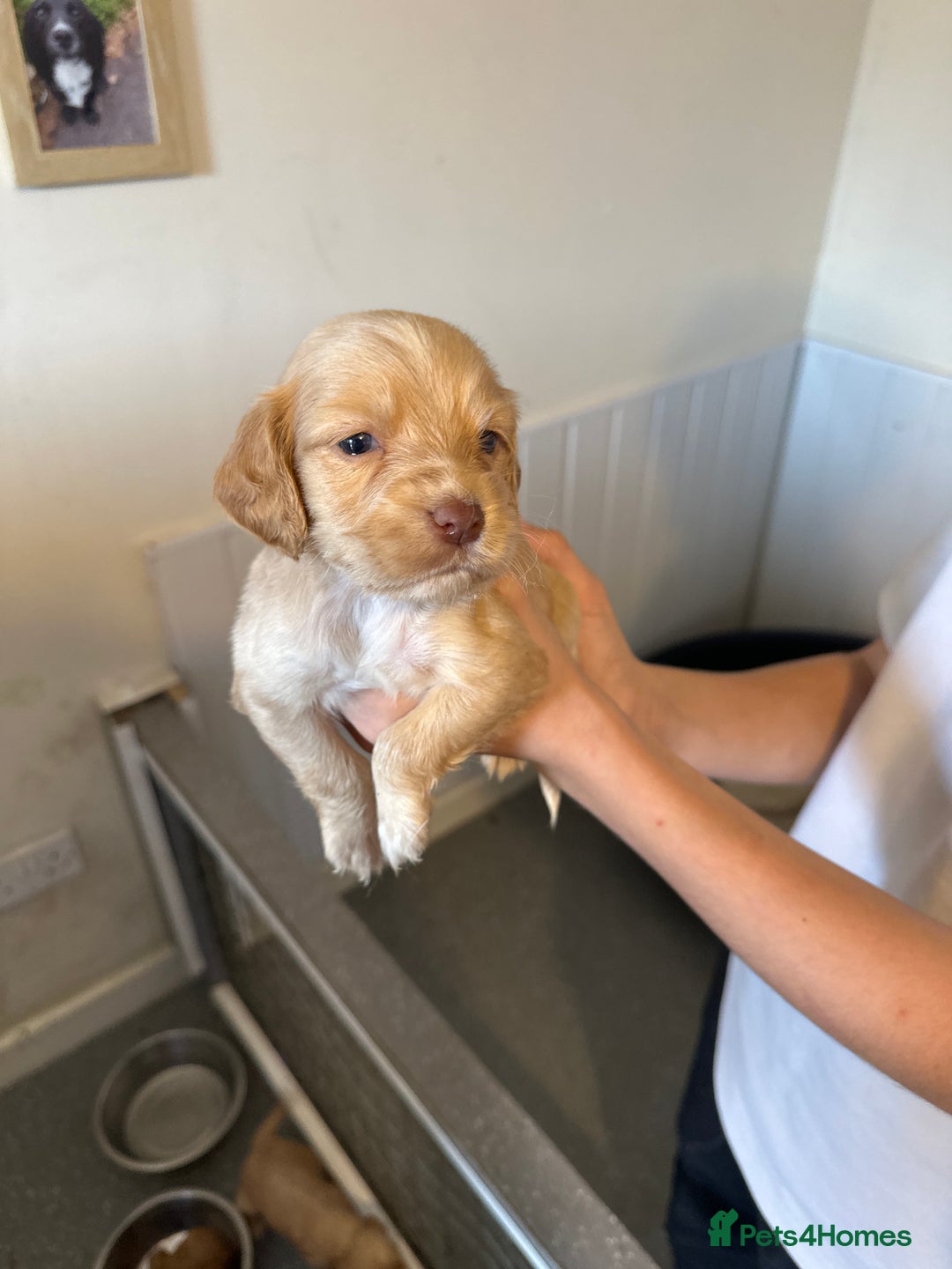 Cocker Spaniel dogs for sale: Kc cocker spaniels  - Image 22
