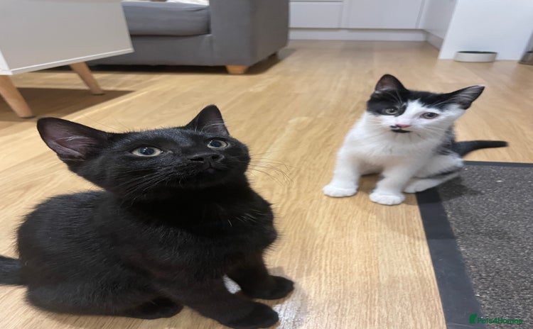 Mixed Breed cats - Advert 16