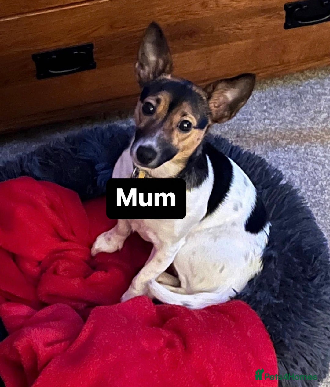 Jack Russell dogs for sale: Rare coloured miniature Jack Russel puppies  - Image 11