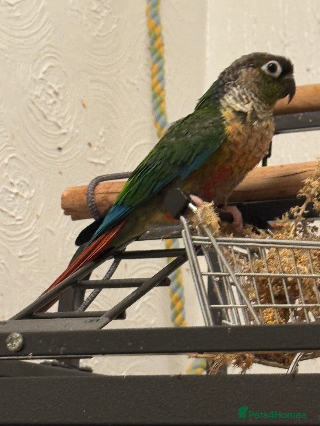 Conures birds for sale: Green cheek conures - Advert 2