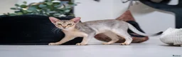 Abyssinian cats for sale: Super Cuddling Boy Champion Line 🏆 Silver Black - Advert 13