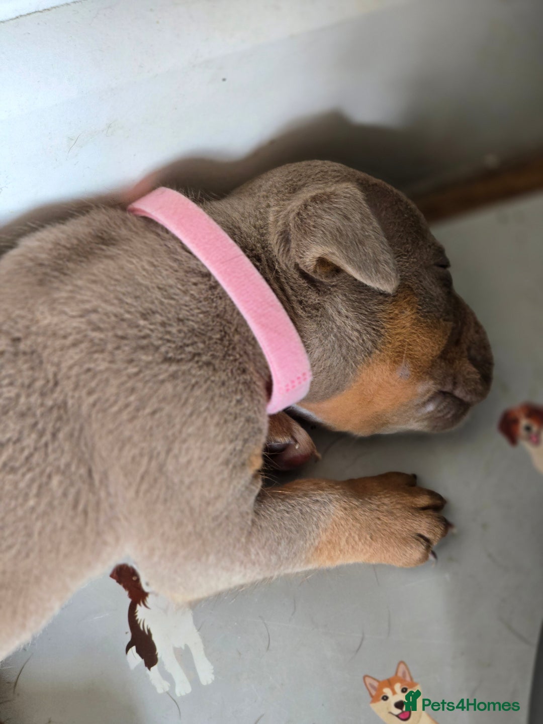 Olde English Bulldogge dogs for sale: Old english bulldoggee mammots - Image 10