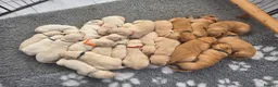 Golden Retriever dogs for sale: KC Puppies cream & gold - Advert 13
