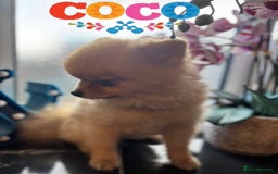 Pomeranian dogs for stud: 🎃EXPERIENCED👑KING ZIGGY & PRINCE COCO🏆STUD Boys in Bedford - Image 27