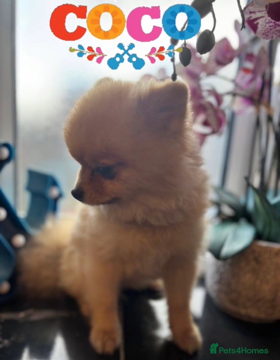 Pomeranian dogs for stud: 🎃EXPERIENCED👑KING ZIGGY & PRINCE COCO🏆STUD Boys in Bedford - Image 27