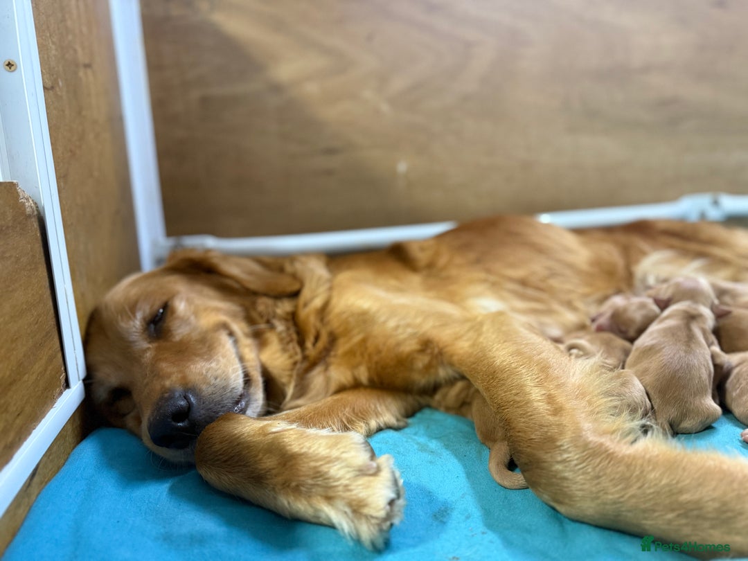 Golden Retriever dogs for sale: FOX RED WORKING GOLDEN RETRIEVERS- 5 STAR BREEDERS - Image 14