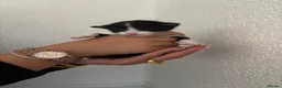 Mixed Breed cats for sale: Male kitten Raggamuffin/tabby mix  - Advert 6