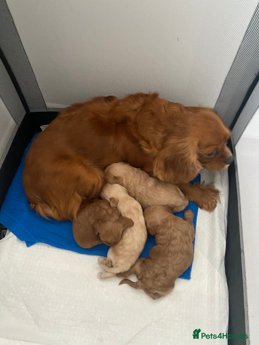 Cavapoo dogs for sale: Beautiful Cavapoo puppy’s❤️ - Image 3