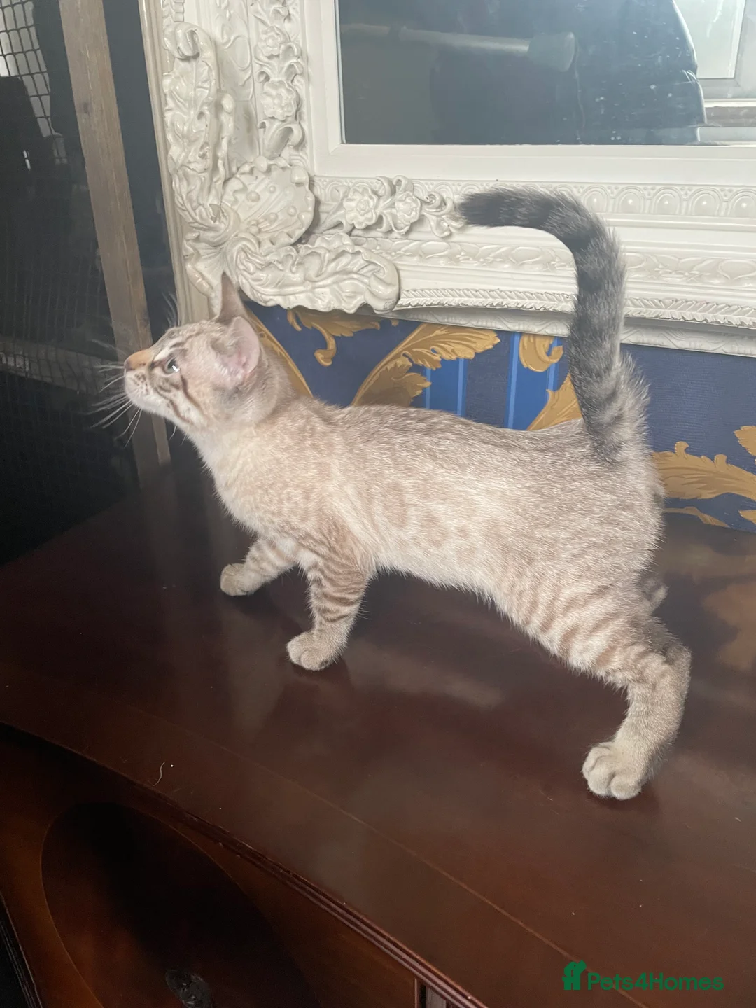 Bengal cats for sale: ❤️INTRODUCING 4 BEAUTIFUL FELINES KITTENS ❤️ - Advert 22