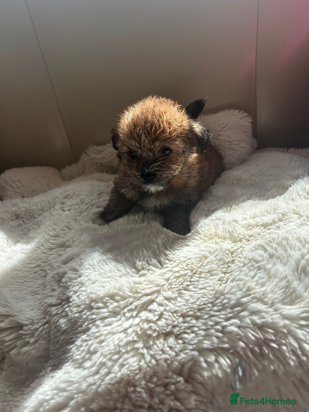 Shih Tzu dogs for sale: Shih tzu cross Yorkshire terrier - Image 18