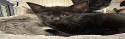 British Shorthair cats for sale: Adorable bland and grey kittens in Glasgow - Advert 4