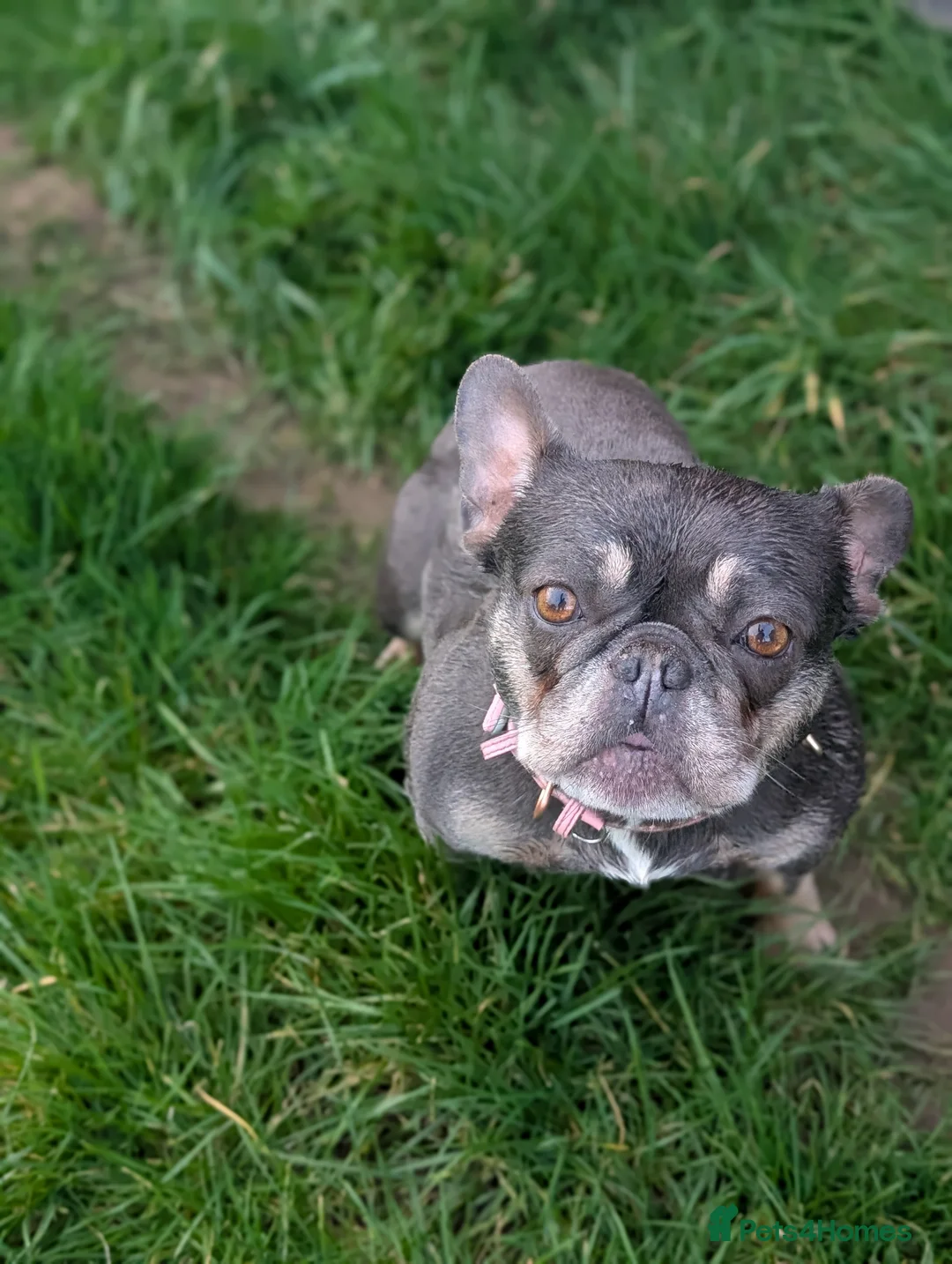 French Bulldog dogs for sale: 6 year old french bulldog  - Advert 2