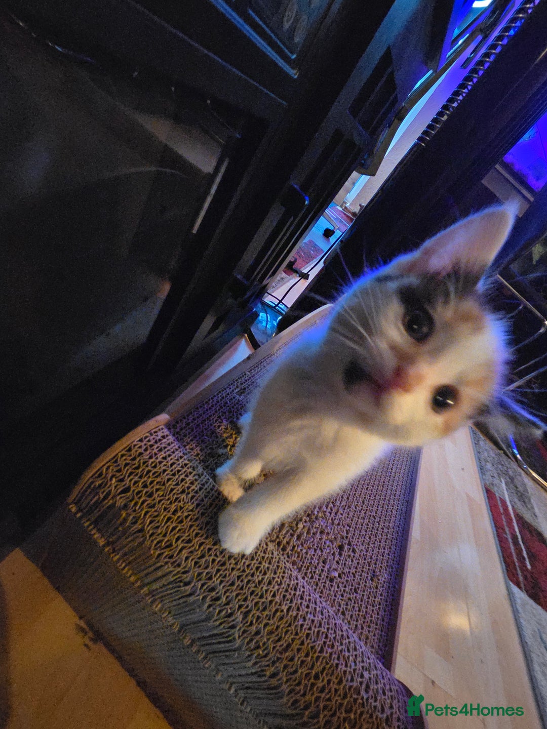 Mixed Breed cats for sale: Female kitten - Image 2