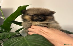 Pomeranian dogs for sale: Kc reg. Show quality 3 Pomeranian girls - Image 15