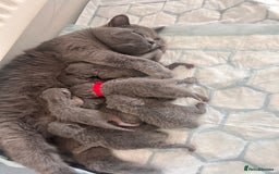 British Shorthair cats for sale: British short hair - Image 5