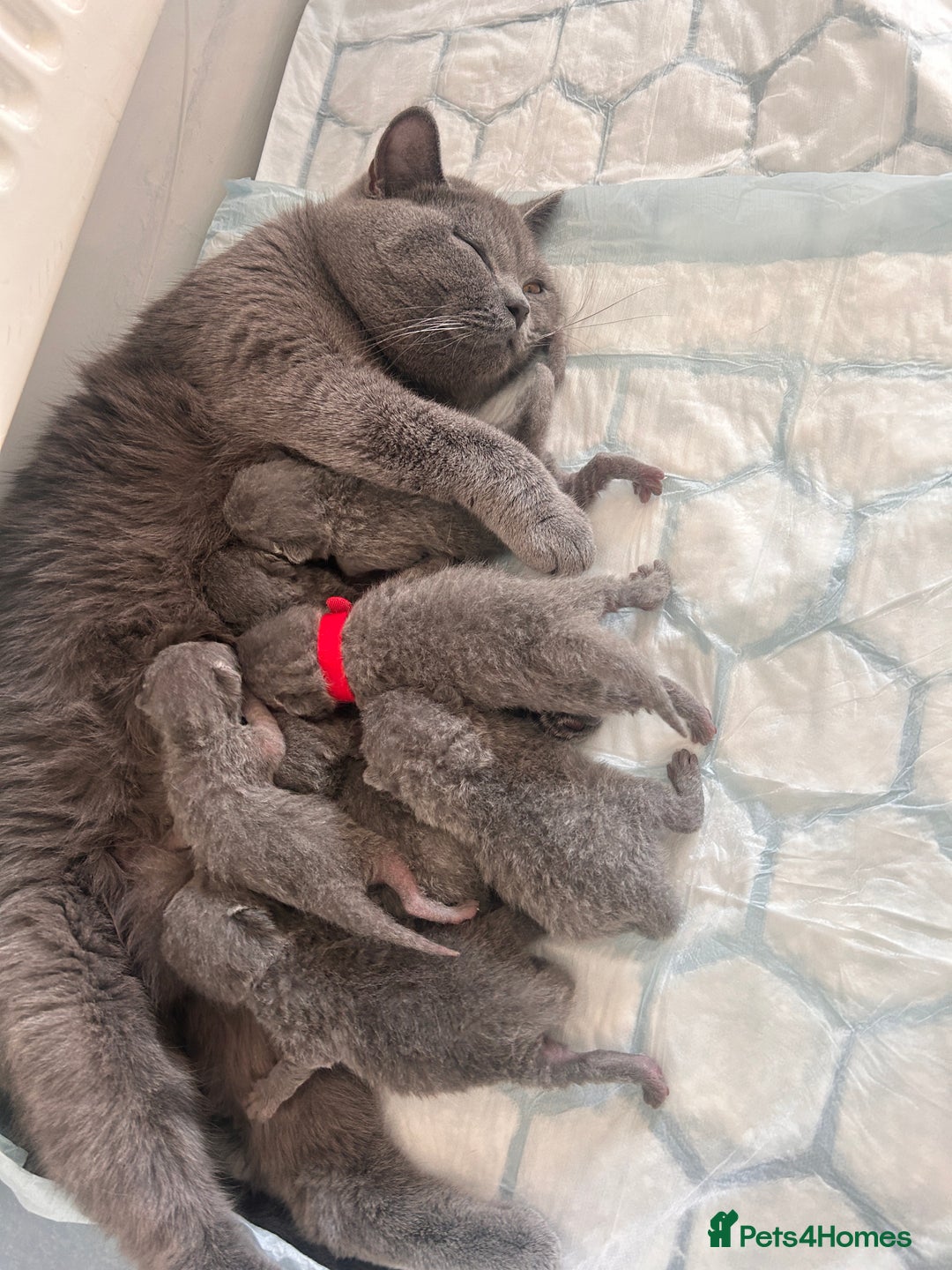 British Shorthair cats for sale: British short hair - Image 5