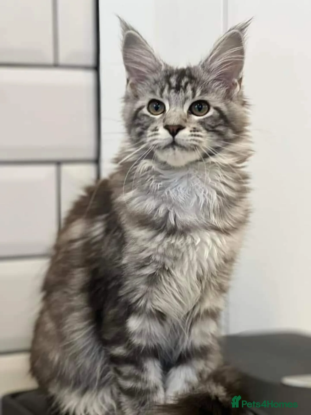 Maine Coon cats for sale: Maine Coon Kittens - Advert 1