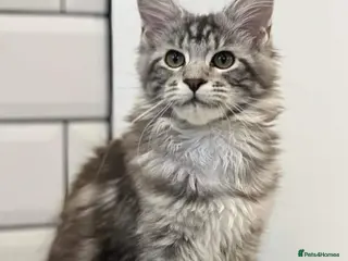 Maine Coon cats for sale: Maine Coon Kittens - Advert 2