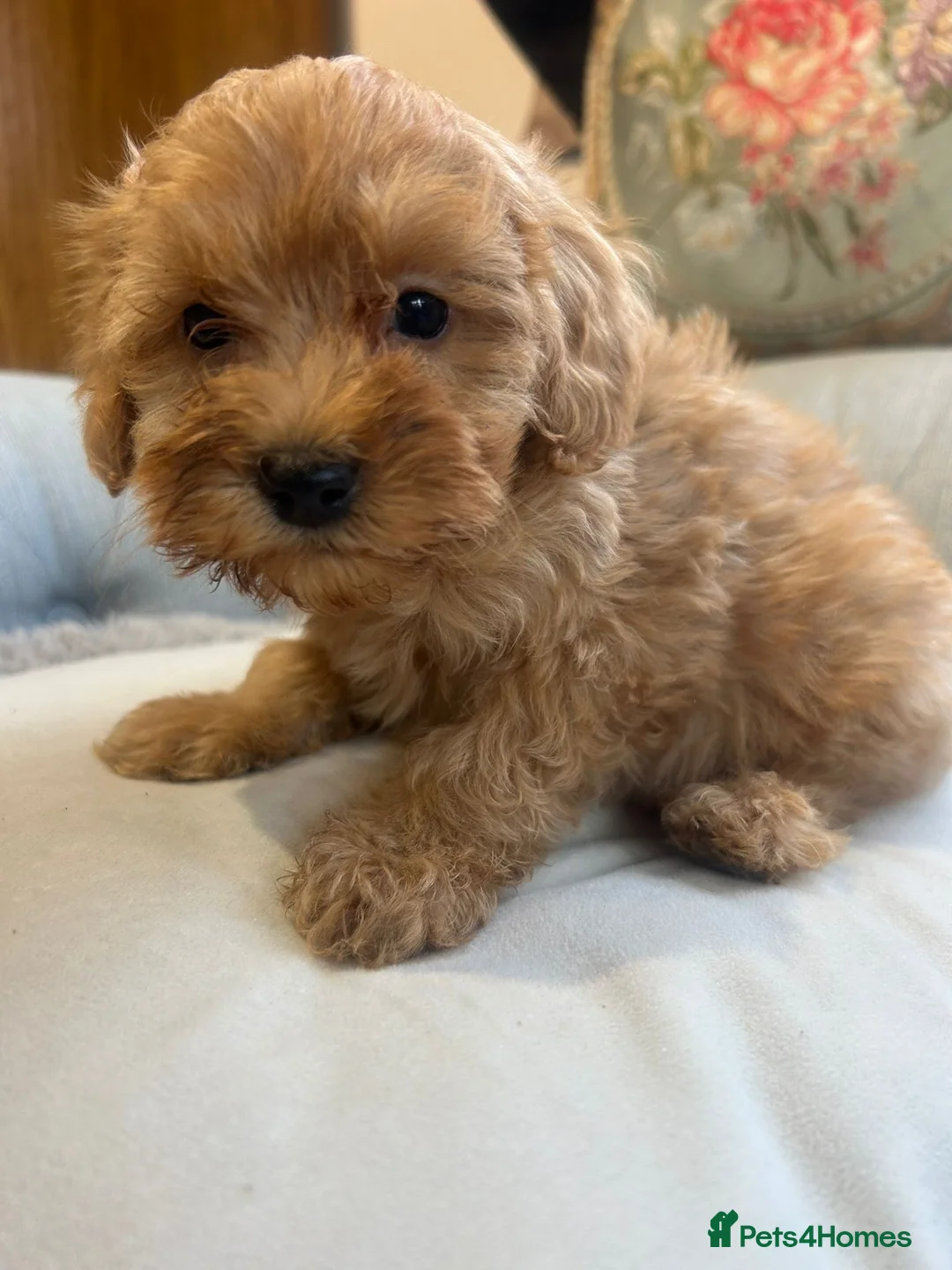 Cockapoo dogs for sale: Beautiful babies available  - Advert 32