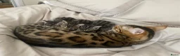 Bengal cats for sale:  Stunning Bengal kittens - Advert 19