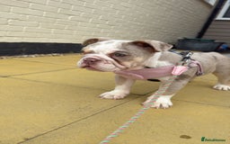 English Bulldog dogs for sale: One gorgeous female left 🐶  in Billericay - Image 6