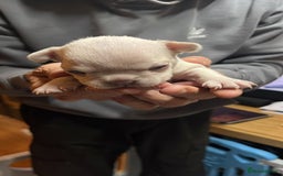 French Bulldog dogs for sale: 7 Stunning Babies ❤️💙 - Image 30