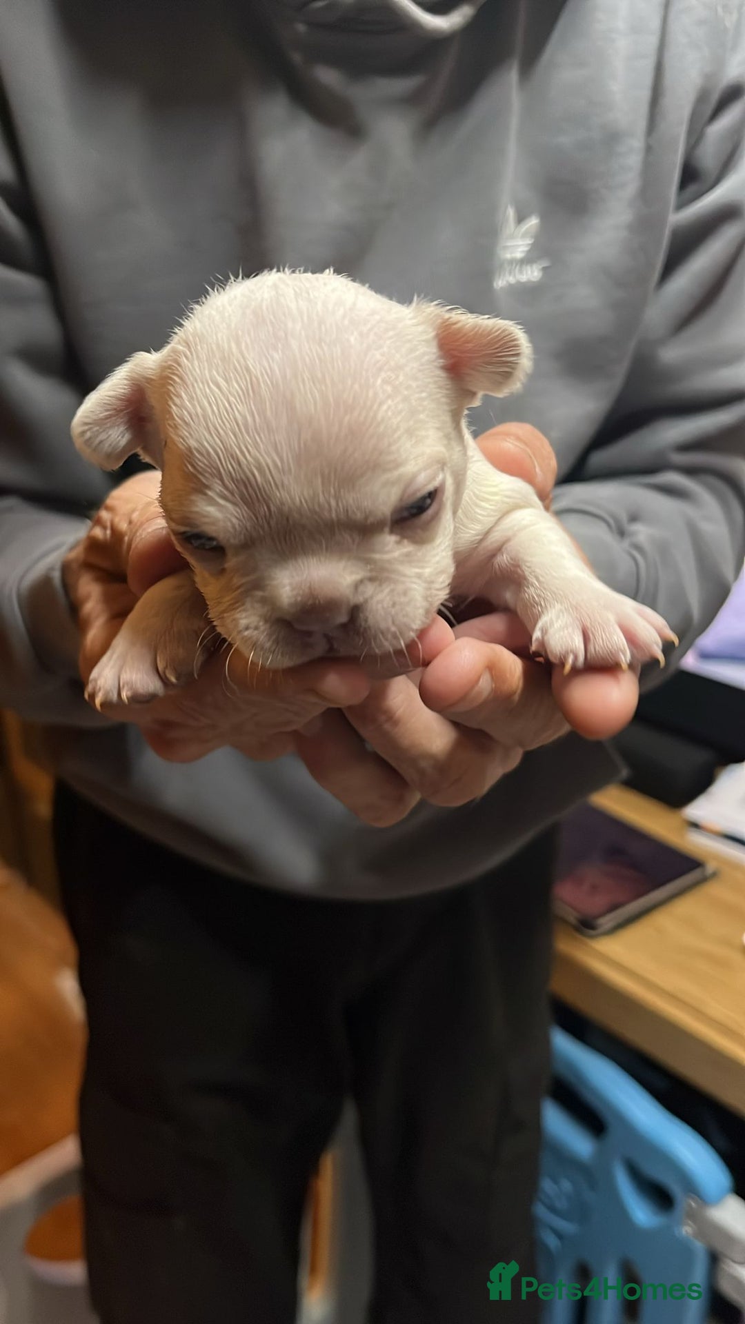 French Bulldog dogs for sale: 7 Stunning Babies ❤️💙 - Image 30