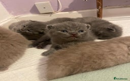 British Shorthair cats for sale: British Shorthair Kittens 🐾💜 - Image 4