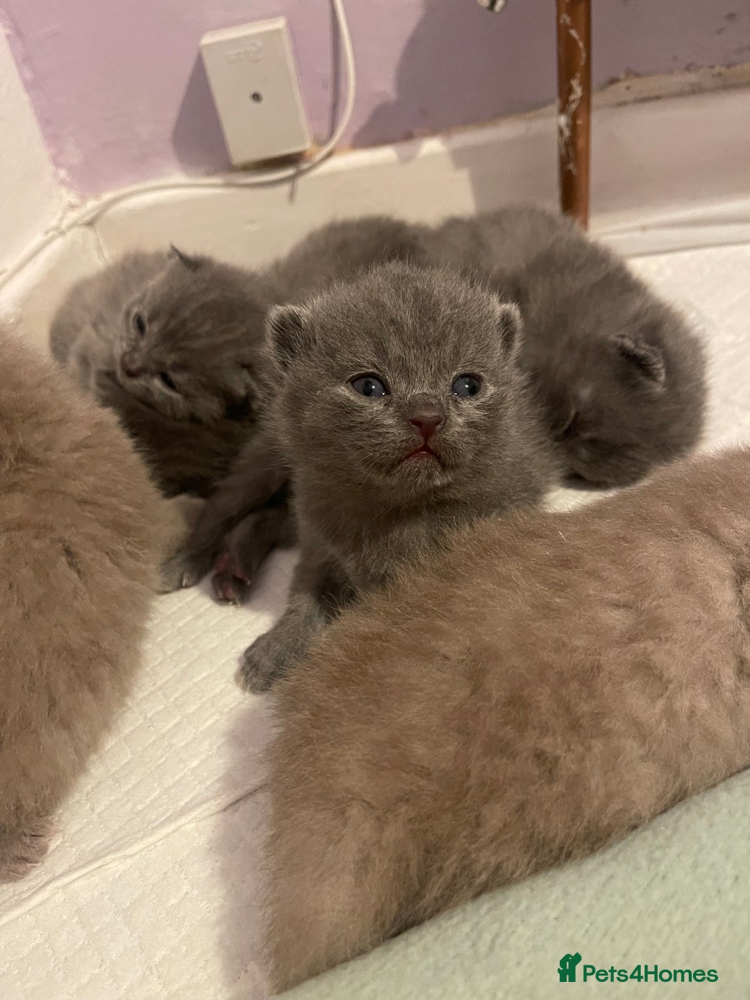 British Shorthair cats for sale: British Shorthair Kittens 🐾💜 - Image 4