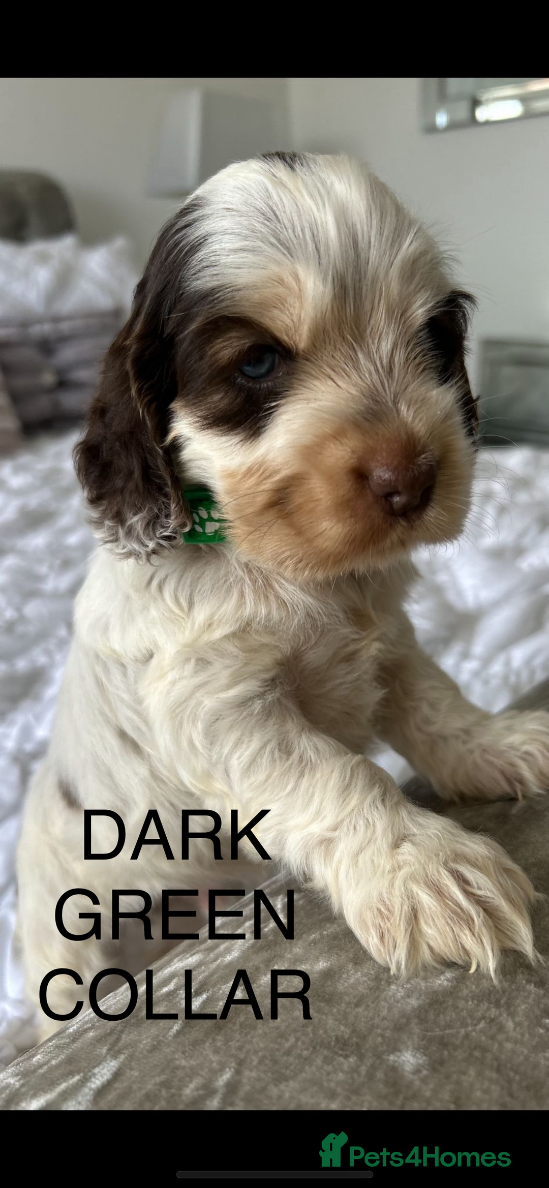 Cocker Spaniel dogs for sale: OUTSTANDING KC REG COCKER SPANIEL PUPPIES  - Image 14