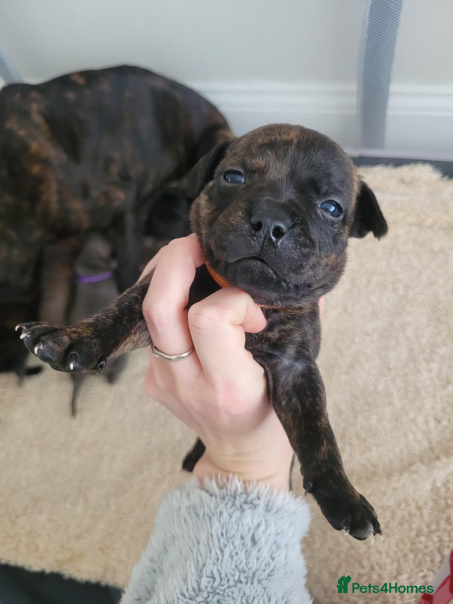 Mixed Breed dogs Staffie cross mastiff - Advert 12