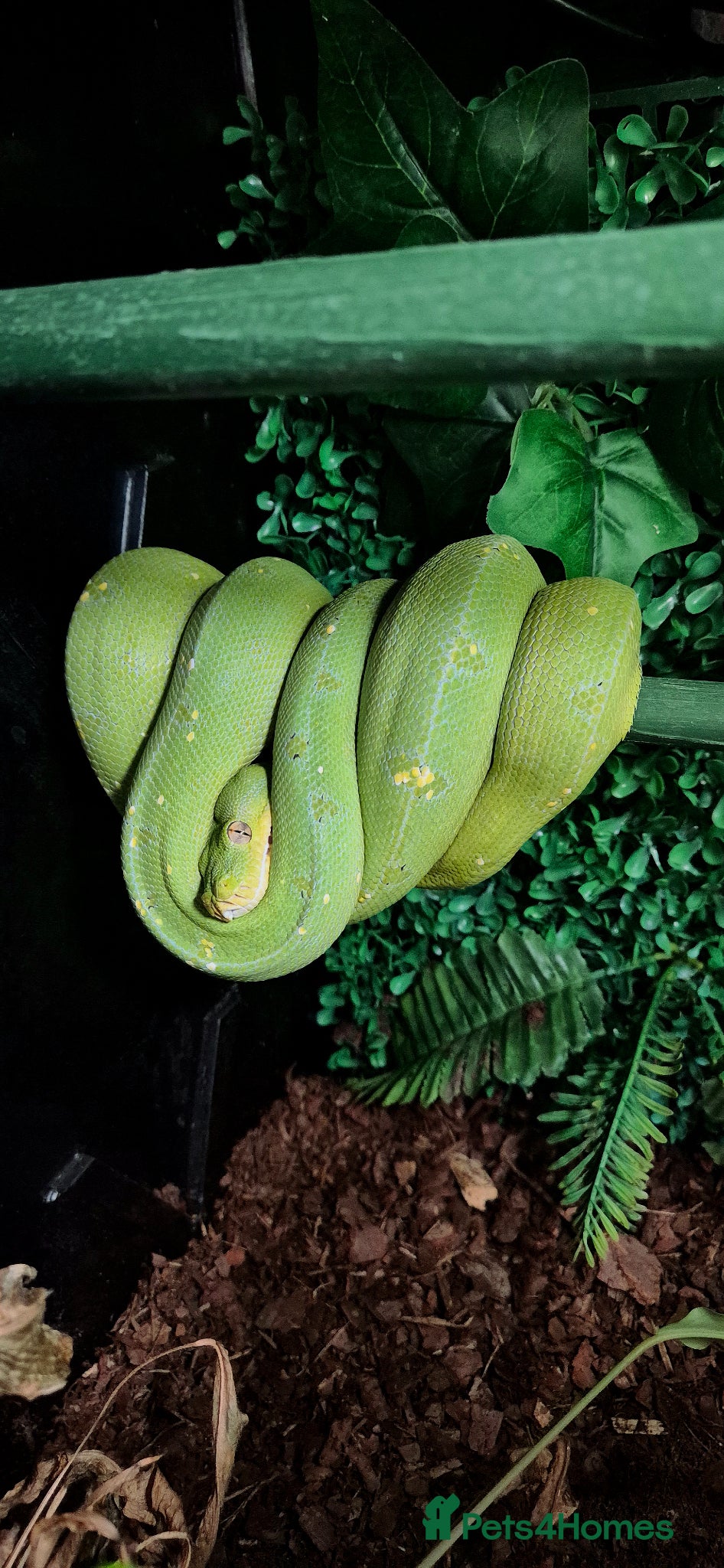 Python Snake reptiles 1 x Male & 1 x female Green Tree Python - Advert 9