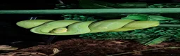 Python Snake reptiles for sale: 1 x Male & 1 x female Green Tree Python - Advert 1
