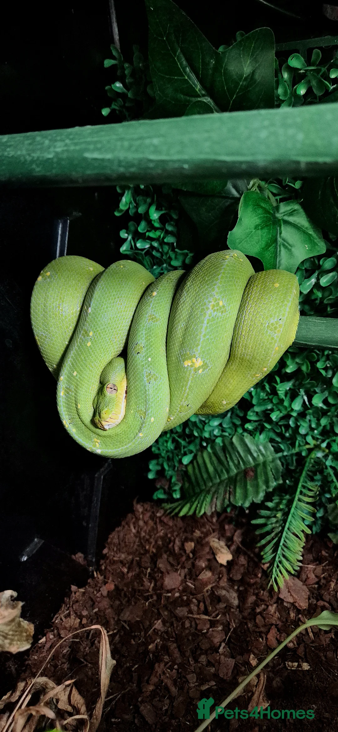 Python Snake reptiles for sale: 1 x Male & 1 x female Green Tree Python - Advert 1