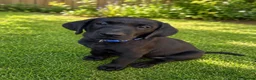 Labrador Retriever dogs for sale: KC Registered Pedigree Labrador Puppies - Advert 14