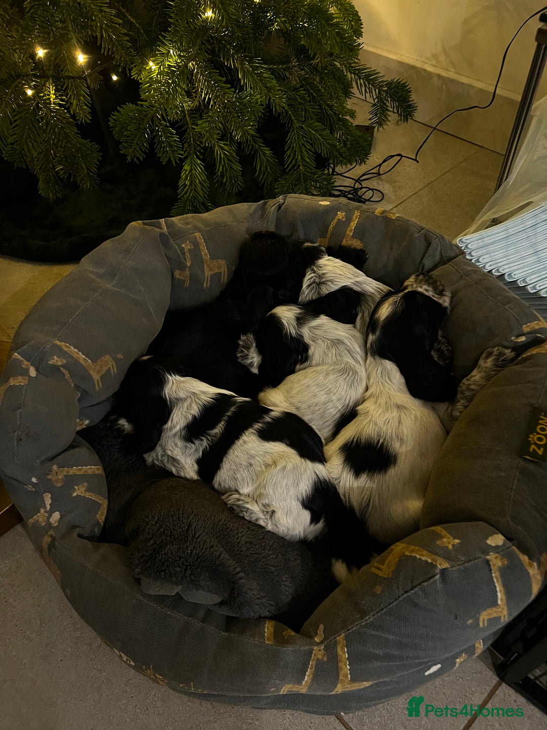 Cocker Spaniel dogs for sale: Show Cocker Spaniel Boys- Ready now - Advert 12