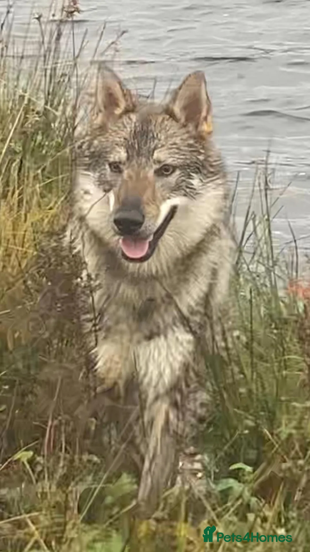 Saarloos Wolfdog dogs for sale: Gorgeous Wolfalike Puppies Seeking Forever Homes  - Advert 14