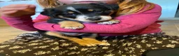 Borador dogs for sale: Borador pups with a bit of kelpie too! - Advert 5