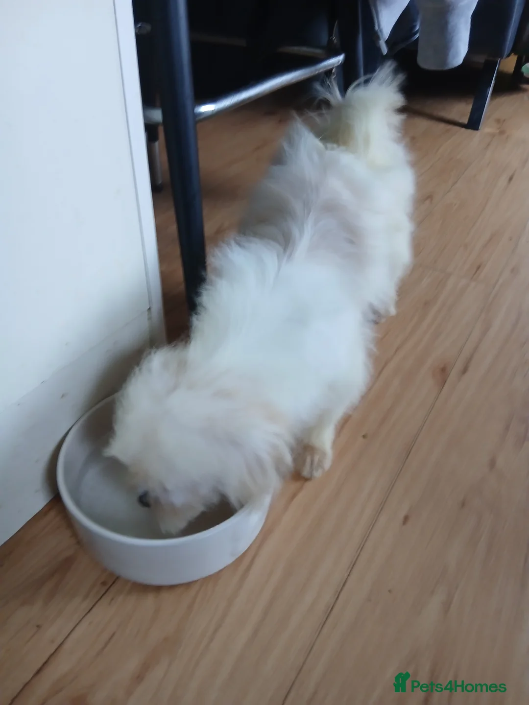 Mixed Breed dogs for sale: Beautiful little Lhasa Apso/Maltes puppies  - Advert 7