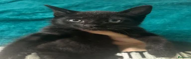 Black Kitten