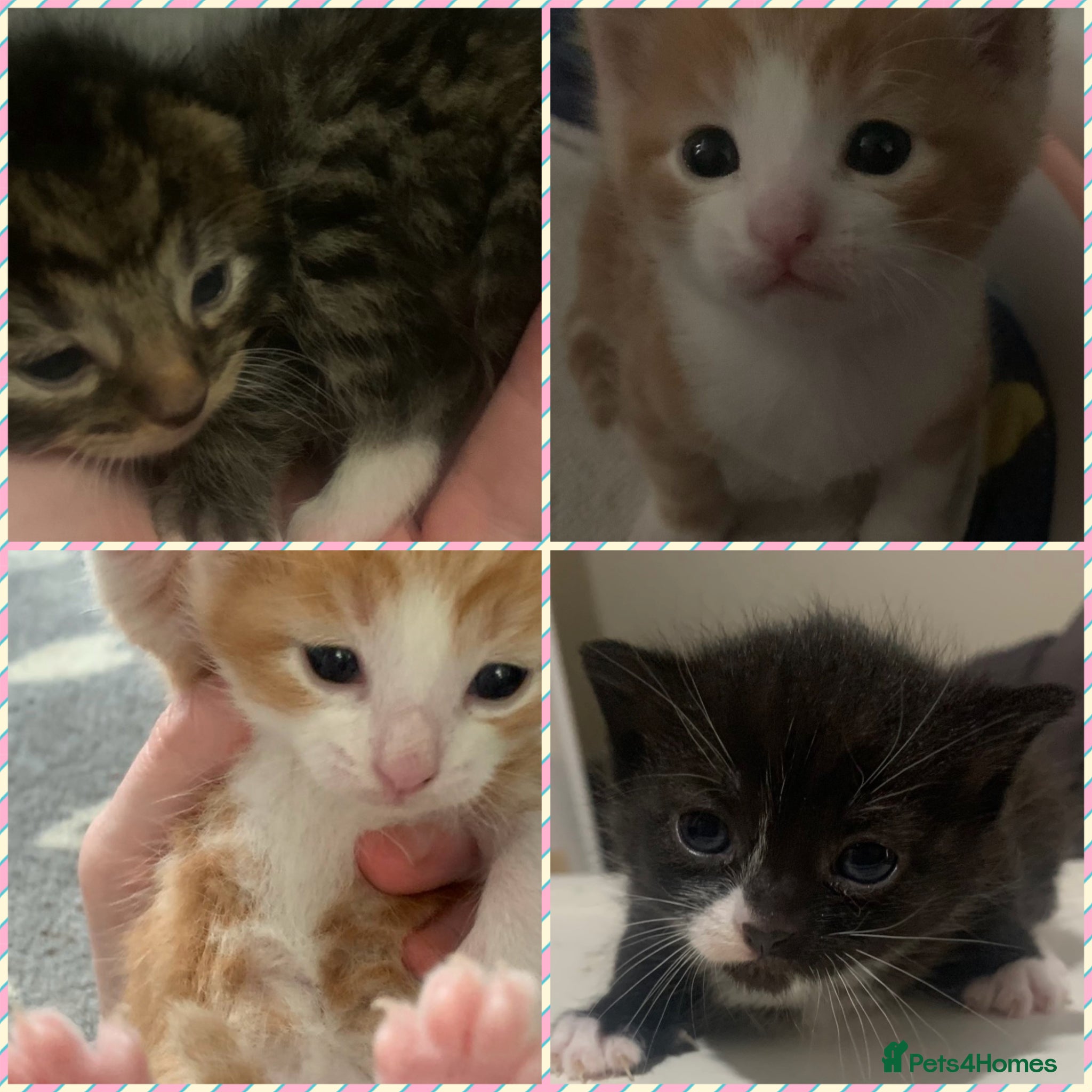 Mixed Breed cats Friendly and playful kittens ❤️ 🐱 🐾  - Advert 1